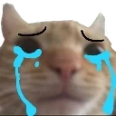 hemi_cat_cry