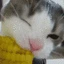 corncatto