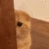 JDC_KittySilip