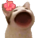 mmbop