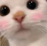 catpeekblush