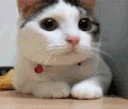 CatNo