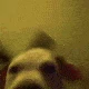 03_dogvibes