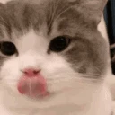 DA_CatMlem