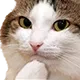 catthink