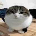 ballcat