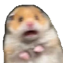 sukoon_scared_hamster