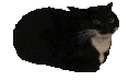 SL_Maxwell_PremiumMoji