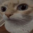catstare