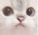 ES_1_kittyhm