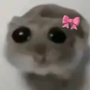 sadhamster