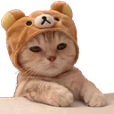 ASkuricat
