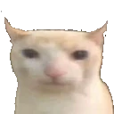 bruhcat