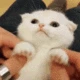 catpaws