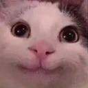 catsmile