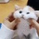 catsquish