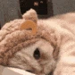 cattosleepy