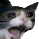 catscream