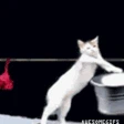 cat_washing_clothes