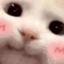 catpeck