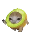 DA_kiwicat