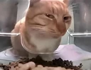 suscat