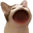 kacatpop