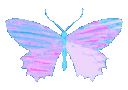 butterflyy