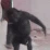 Ahmedspin