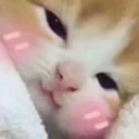 s_catblushy