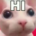a_bingus_hi