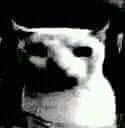 CatDespair