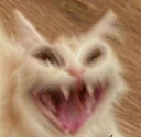 aggresivecat