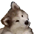 DogTurn