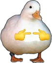 quack