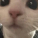 cat_stare