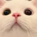 0Neko_Catacafe_EMO28