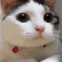 kacatno