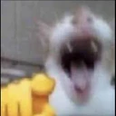 catlaughingatyou