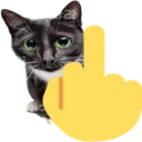 catFY
