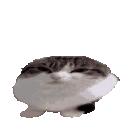 Wawacat