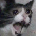 gatoSad