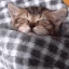 goodnightsleeping