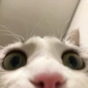 catlurk