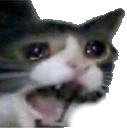 cat_llorar