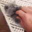 catHandsUp