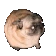 pug_shake