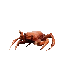 CrabPls