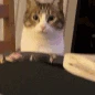 catscream