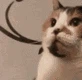 cat_fuck_you